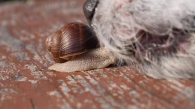 Curious Dog Smelling A Snail In Park