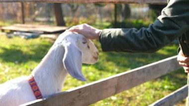 Çiftlikte Sevimli Keçi 'yi elle okşamak