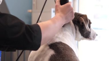 Evcil Hayvan Salonunda Süslü Berber Köpeği.