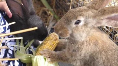 Çiftlikteki bir çocuk tarafından mısırla beslenen sevimli küçük kahverengi tavşan..