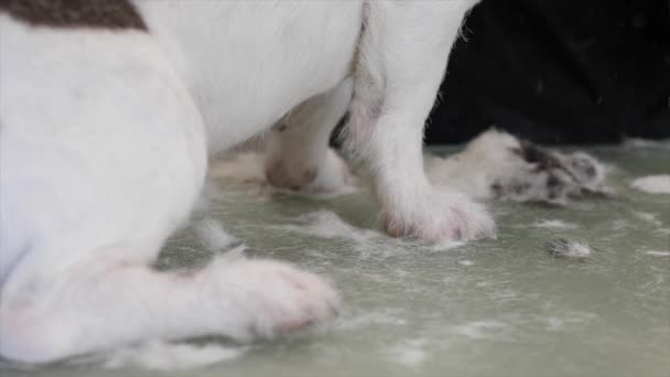 Concepto de acicalamiento de mascotas. perro consiguiendo un corte de pelo. — Vídeo de stock