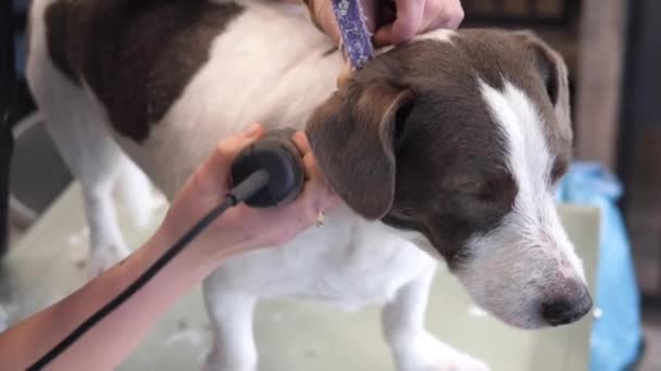 Corte de pelo de perro. Groomer Grooming Dog con Trimmer en el salón de mascotas. — Vídeo de stock