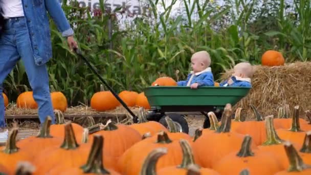 Rolig dag på pumpa patch. En vagn med två vita bebisar skjutna av mamma, alla i koordinerade jeansdräkter. — Stockvideo