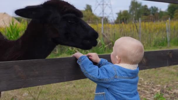 Симпатичный малыш в джинсовой куртке смотрит на черного ламу. Воспитание детской любви к животным — стоковое видео