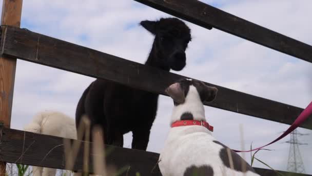 Perrito blanco y marrón y una llama mirándose con curiosidad. Amistad divertida. Animales en la granja. — Vídeos de Stock