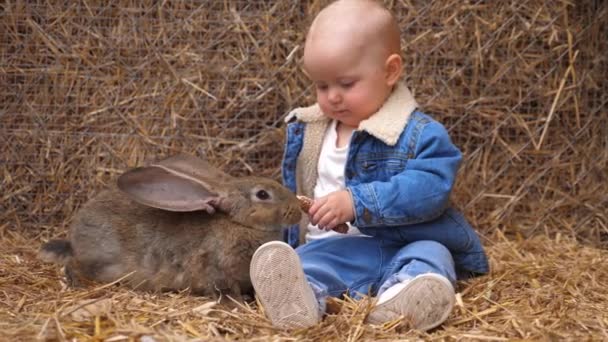 Küçük şirin beyaz bebek çiftlikte kahverengi tavşanı besliyor. — Stok video