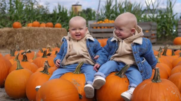 Baby tweeling zit op pompoenen en lacht om pompoen patch. Gelukkige jeugd concept — Stockvideo