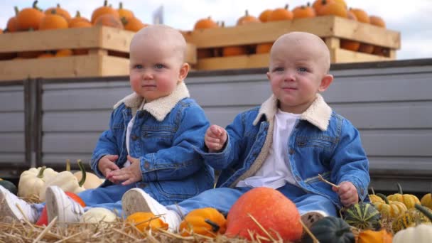 Schattige tweeling baby 's in bijpassende denim outfits zittend in hooi en pompoenen in de pompoen patch. — Stockvideo