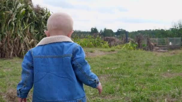 Rückansicht des Babys, das im Kürbisfeld zwischen Maislabyrinth und Holzkisten mit Kürbissen spaziert. Erste Reise zum Kürbisfeld — Stockvideo