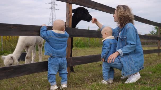 Rodinný den na farmě. Mladá máma ukazuje své dvojčata alpaky. Všichni tři ve stejnokrojích džínů. Naučit děti milovat přírodu koncept. — Stock video