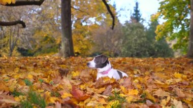 Parkın yapraklarında dinlenen en sevimli kahverengi ve beyaz köpek. Sonbahar manzarası