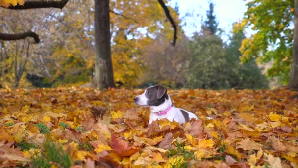 El perro marrón y blanco más lindo descansando en hojas en el parque. Paisaje otoñal — Vídeos de Stock