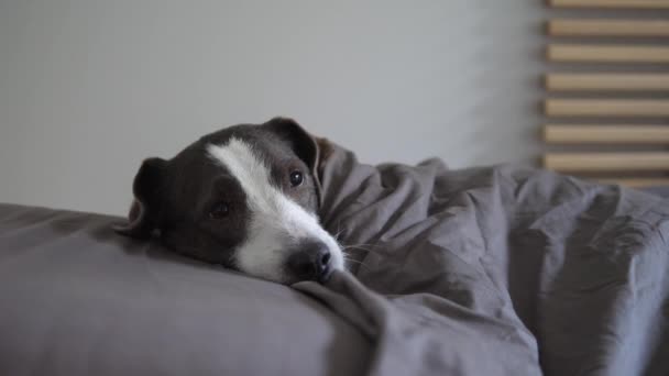 Chien endormi au lit sous la couverture en hiver froid. Seul à la maison avec des animaux domestiques pendant la saison grippale — Video