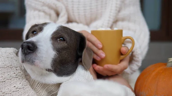 Close up of female feet in warm socks with mug of latte in company of doggy and pumpkin. Enjoy yourself at home with pet as best friend — Stock Photo, Image
