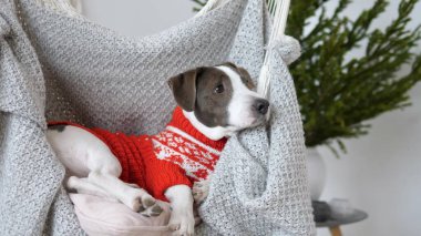 Yeni yıl ve Noel günü. Noel Baba 'nın akşam yemeği davetlilerine havlayan salıncaklı komik bekçi köpeği. 