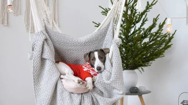 Kırmızı kazaklı köpek asılmış sandalyede yeni yıl yemeği davetlilerini bekliyor. Kış mevsimi arifesi