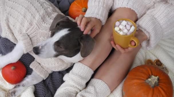 Geniet van het leven met hygge. Meisje in gebreide sokken met cacao mok kloppende puppy gekleed in warme trui op oor met seizoensgebonden groenten rond — Stockvideo