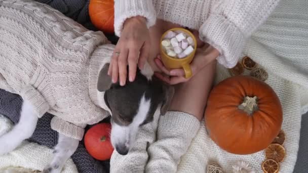Top view of female and dog in matching sweaters chilling with hot chocolate and pumpkins — Stock Video