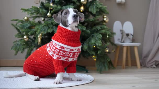 Feriados da família de inverno celebrações. Adorável animal de estimação em camisola de inverno com árvore de Natal no fundo — Vídeo de Stock