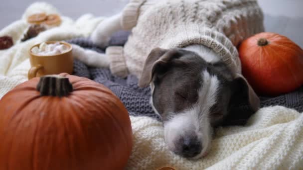 Sezonowa atmosfera jesienna w domu. Zmęczony pies w dzianinie sweter cieszący się odpoczynkiem na ciepłej tkaninie ze słodkim napojem karobowym i dyniami — Wideo stockowe