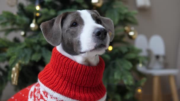 Närbild av bedårande hund i stickad röd vit tröja framför granen med nyårsdekorationer. God Jul och Gott Nytt År — Stockvideo