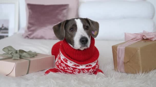 Christmas and New Year holidays. Front view of small dog in red sweater with present boxes in white bedroom — Stock Video