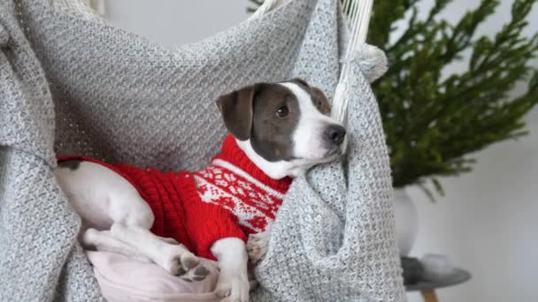 Nowy Rok i Boże Narodzenie. Śmieszny pies strażnik w huśtawki szczekanie na Boże Narodzenie rodziny gości obiad — Wideo stockowe