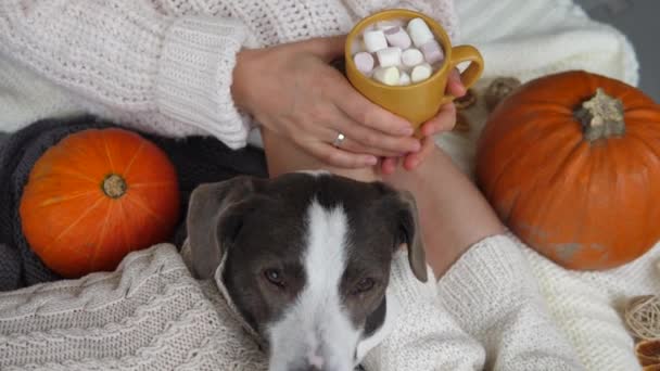 Lata höstdagar ensamma hemma med gott sällskap. Kvinna i varma strumpor med marshmallow choklad och husdjur i stickade kläder med två pumpor — Stockvideo