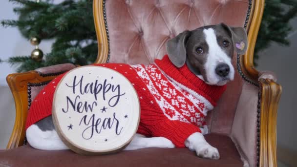 Vacaciones de invierno en círculo familiar cercano. Vista frontal de lindo perro en suéter tejido en sillón con signo de Feliz Año Nuevo — Vídeos de Stock