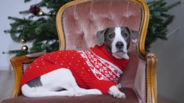 Arkasında plastik Noel ağacı olan klasik stil sandalyede kalın örülü süveter giyen şirin bir köpek. Kış tatilini ailenle birlikte evde kutluyorsun. 