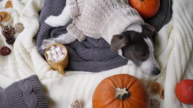 Yünlü kazaklı uykulu köpek sufle ve örgü kıyafetli balkabaklı sıcak bir içeceğin yanında serinliyor. Sonbahar sezonunda yavaş tempo, rahatlamak için.