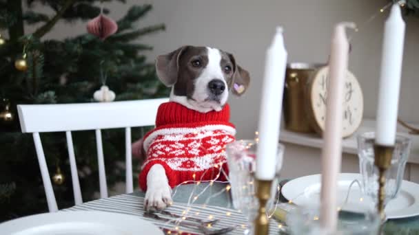 Зимние семейные праздники. Вид спереди милой собаки в красно-белом свитере на стуле за украшенным столом рядом с елкой — стоковое видео