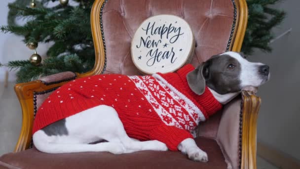 Seasonal holidays concept. Bored pet in red dress patiently waiting for family dinner party in velvet armchair with Happy New Year slogan on board — Stock Video