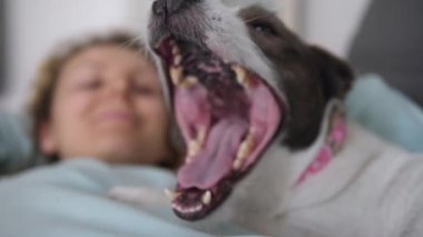 Evde tek başına kendini izole etmenin tadını çıkar. Cavid-19 kısıtlamalarının ortasında evcil hayvanlarla sosyalleşmenin. Kız arkadaşıyla kanepede uzanan esneyen köpeğin yakın çekimi.