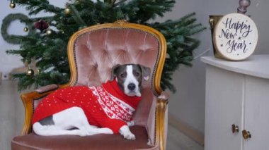 Yeni yıl kutlamaları için ev dekorasyonu. Geleneksel kırmızı süveter giymiş, arka planda Noel ağacı olan küçük bir köpek.