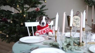Yeni yıl ağacının yanında mumlarla şenlik masasında sıcak süveter giymiş şirin bir köpek. Mutlu aile, kış tatilini kutlamak için bir araya geldi. 