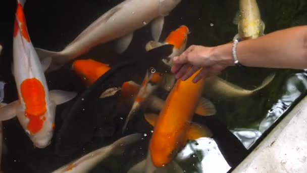 Mujer pone su mano en el estanque a nadar carpas koi — Vídeos de Stock