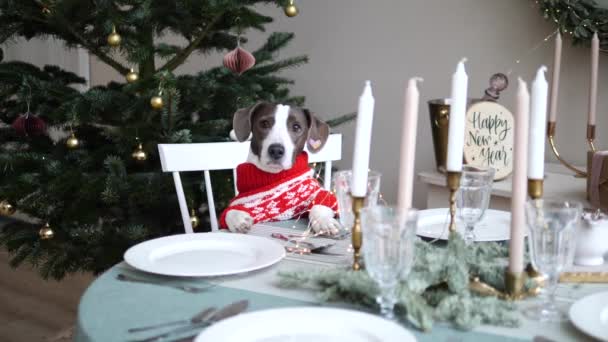 Yeni yıl ağacının yanında mumlarla şenlik masasında sıcak süveter giymiş şirin bir köpek. Mutlu aile, kış tatilini kutlamak için bir araya geldi. — Stok video