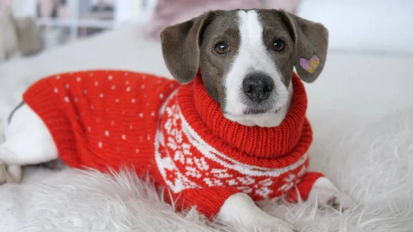 Blisko do małego psa na białym łóżku w czerwonym swetrze. Koncepcja świąt Bożego Narodzenia — Zdjęcie stockowe