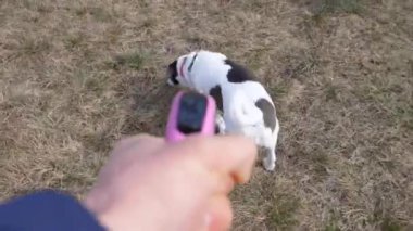 Sahibi tasmalı bir köpekle geziyor. POV Görünümü.