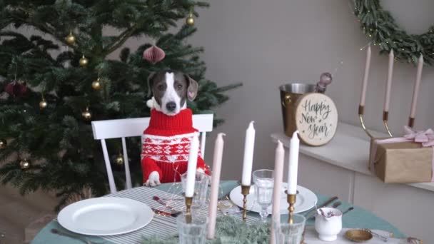 Anjing kecil dengan sweater riang di meja makan keluarga dengan lilin dan dekorasi Natal. Malam Natal Tahun Baru di rumah — Stok Video