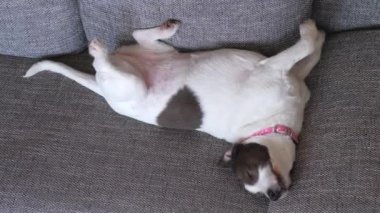 Köpek evdeki koltukta dinleniyor..