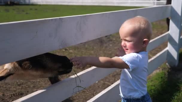 Péče o děti milují zvířata. Roztomilý kavkazský dítě dívka krmení koza na farmě — Stock video