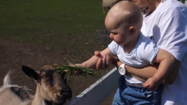 Caucásico bebé en madres manos alimentación cabra en una granja. Concepto de niños y animales — Vídeos de Stock