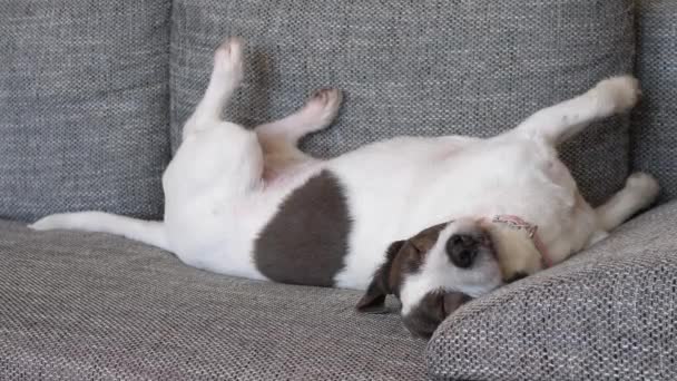 Cão de descanso engraçado no sofá — Vídeo de Stock