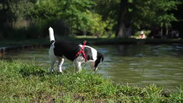 Lindo perrito blanco y negro olfateando alrededor del lago — Vídeos de Stock