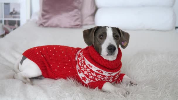 Festeggiamenti di Capodanno. Vista laterale di grazioso cucciolo in camera da letto bianca vestita in maglione rosso — Video Stock