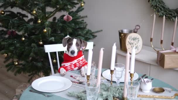 Празднование Нового года дома. Член семьи домашних животных в красной куртке ждет за столом со свечами рядом с елкой — стоковое видео