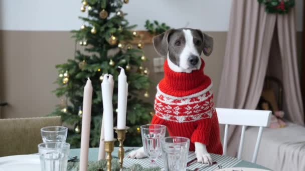 Μπροστά άποψη του χαριτωμένο σκυλάκι σε υφαντά πουλόβερ κάθεται στο εορταστικό τραπέζι δίπλα στο χριστουγεννιάτικο δέντρο. Πρωτοχρονιά Χριστούγεννα έννοια διακοπές — Αρχείο Βίντεο