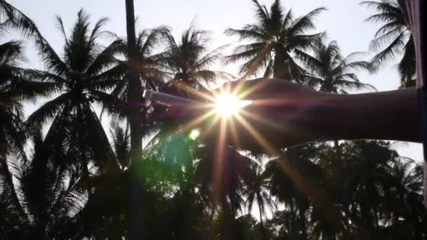 Hand mit Smartphone gegen Sonne und Palmen — Stockvideo